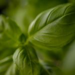 Basilic et aromates frais